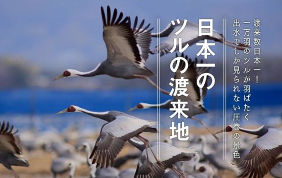 出水の鶴　観光情報