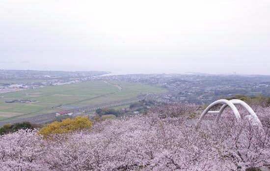 桜のご案内【出水市『東光山公園』】