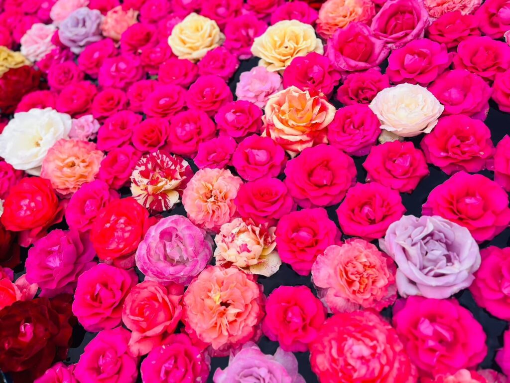 水俣ローズフェスタ春2025: 薔薇の海に浸る癒しの旅へ