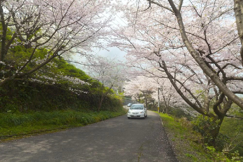 湯の児チェリーライン